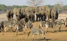 botswana-safari_botswana-safari_top_614_1[1].jpg
